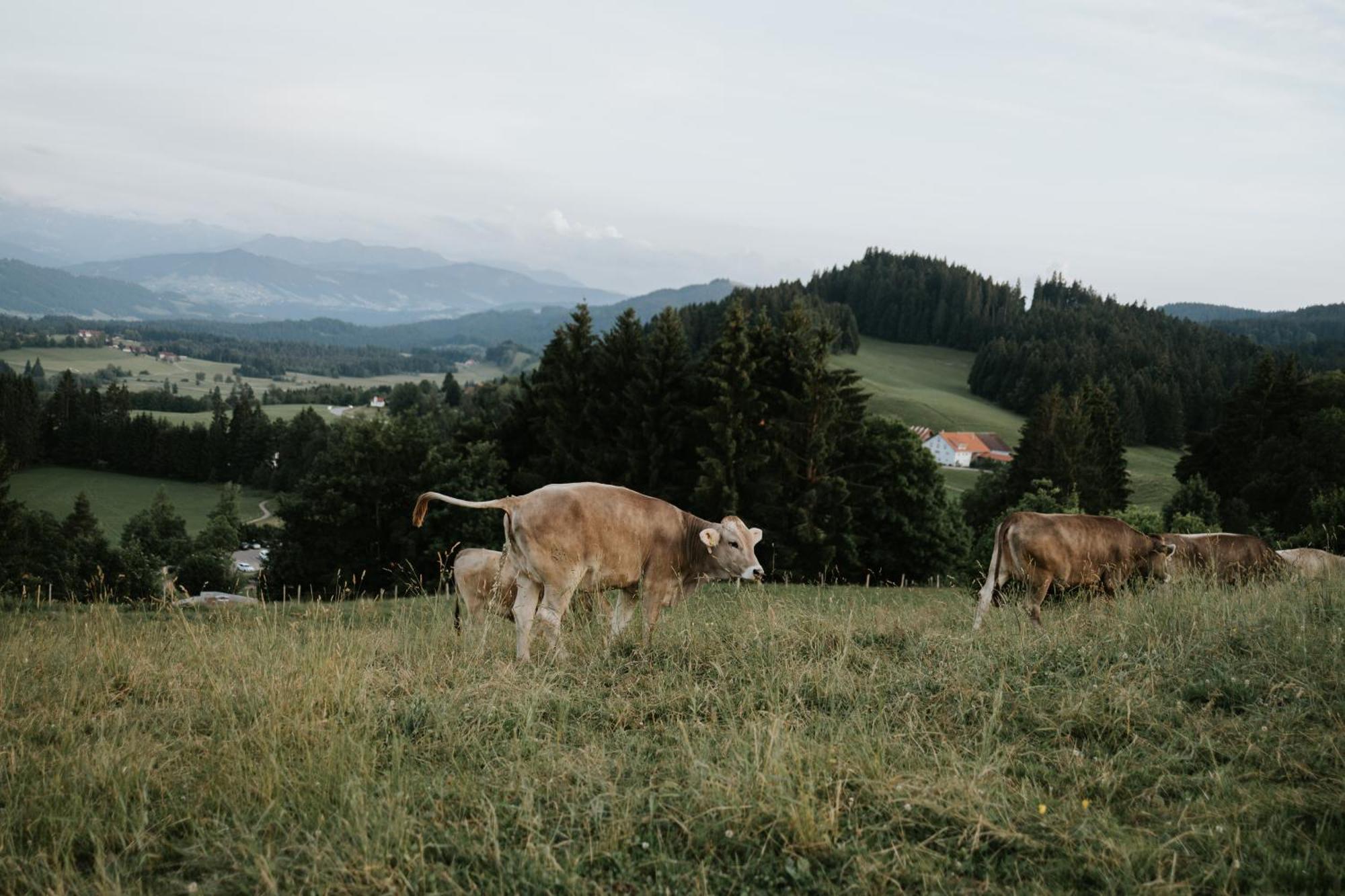 Heimatel - Ferienappartements Hochberg Argenbuhl Exteriér fotografie